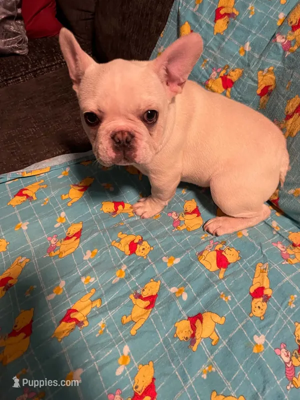 Diesel AKC , a male French Bulldog for sale in Milton, FL – 1 of 5