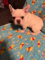 Diesel AKC , a male French Bulldog for sale in Milton, FL – 1 of 5