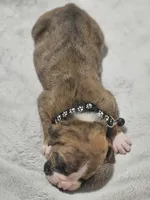 Buster AKC , a male Boxer for sale in Milton, FL – 7 of 10