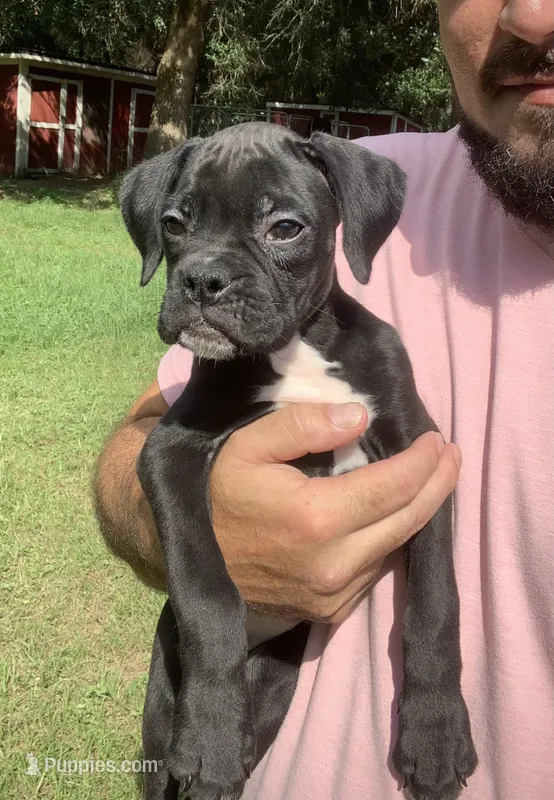 Molly AKC  – Boxer puppy for sale in Milton, FL