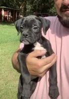 Molly AKC , a female Boxer for sale in Milton, FL – 3 of 3