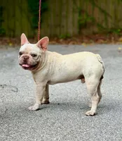 Diesel AKC , a male French Bulldog for sale in Milton, FL – 2 of 5