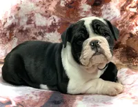 processed/4b3524ec-e84f-4be6-b8af-b70e15ace846/listing/d7a126e8-74a5-425b-bb08-db38cd40034c/8d80b91f-4a9c-493e-82b5-ab2ab2037b94