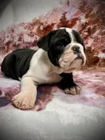 processed/4b3524ec-e84f-4be6-b8af-b70e15ace846/listing/d7a126e8-74a5-425b-bb08-db38cd40034c/b970fe93-0156-4aec-a4c2-43e72f12320f