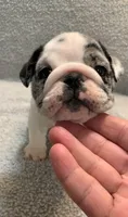 Missy AKC , a female English Bulldog for sale in Milton, FL – 5 of 10
