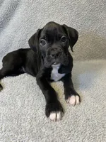 Baxter AKC , a male Boxer for sale in Milton, FL – 6 of 7