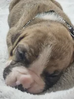 Buster AKC , a male Boxer for sale in Milton, FL – 3 of 10