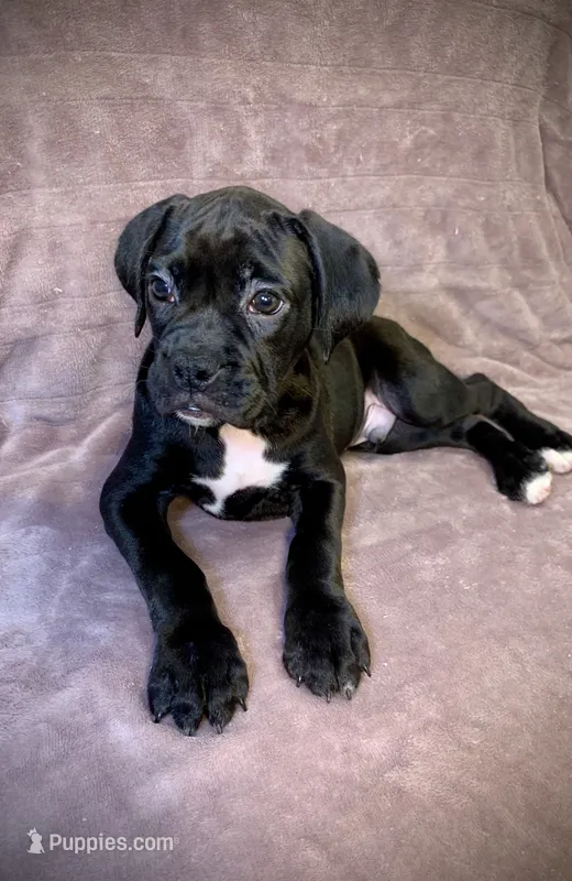Rebel AKC  – Boxer puppy for sale in Milton, FL