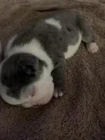 Sasha AKC , a female English Bulldog for sale in Milton, FL – 9 of 10