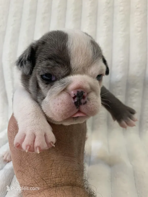 Sasha AKC  – English Bulldog puppy for sale in Milton, FL