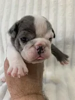 Sasha AKC , a female English Bulldog for sale in Milton, FL – 1 of 10