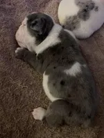 Sasha AKC , a female English Bulldog for sale in Milton, FL – 10 of 10