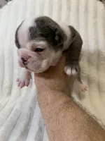Sasha AKC , a female English Bulldog for sale in Milton, FL – 2 of 10