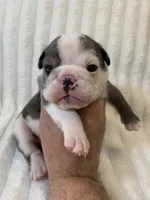 Sasha AKC , a female English Bulldog for sale in Milton, FL – 4 of 10