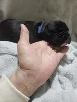 Baxter AKC , a male Boxer for sale in Milton, FL – Photo 4 of 4