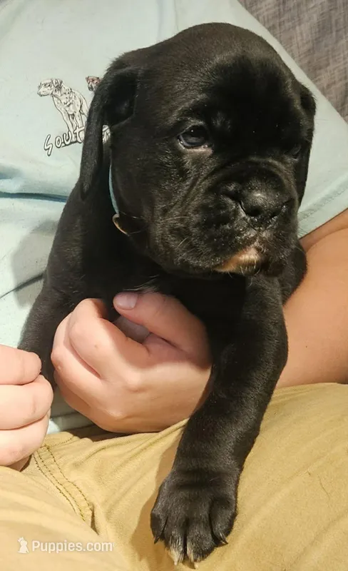 Baxter AKC  – Boxer puppy for sale in Milton, FL