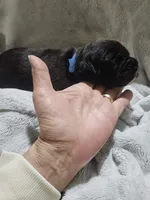 Baxter AKC , a male Boxer for sale in Milton, FL – Photo 3 of 4