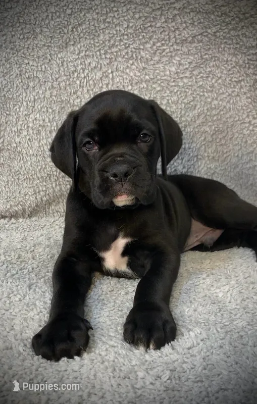 Baxter AKC  – Boxer puppy for sale in Milton, FL