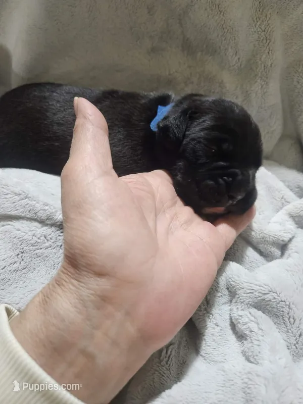 Baxter AKC  – Boxer puppy for sale in Milton, FL