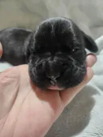 Baxter AKC , a male Boxer for sale in Milton, FL – Photo 2 of 4