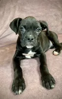 Sasha AKC , a female Boxer for sale in Milton, FL – 5 of 5