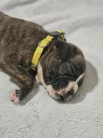 Macy AKC , a female Boxer for sale in Milton, FL – 4 of 10