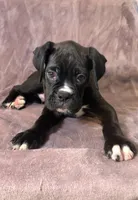 Sold, a male Boxer for sale in Milton, FL – 8 of 9