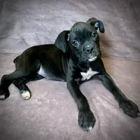 Sasha AKC , a female Boxer for sale in Milton, FL – 3 of 5