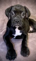 Rebel AKC , a male Boxer for sale in Milton, FL – 2 of 4