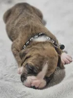 Buster AKC , a male Boxer for sale in Milton, FL – 2 of 10