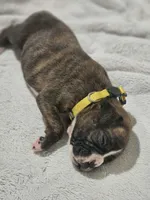 Macy AKC , a female Boxer for sale in Milton, FL – 2 of 10