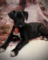 Bella AKC , a female Boxer for sale in Pensacola, FL – Photo 2 of 5