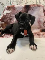 Bella AKC , a female Boxer for sale in Pensacola, FL – Photo 4 of 5