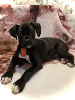 Bella AKC , a female Boxer for sale in Pensacola, FL – Photo 3 of 5