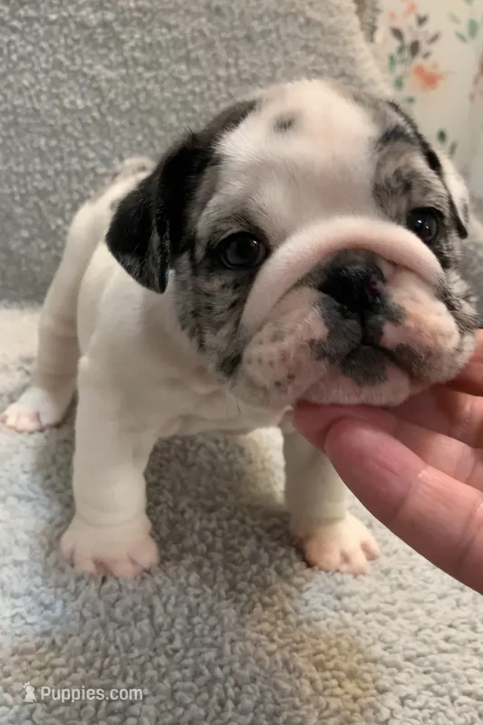 Missy AKC  – English Bulldog puppy for sale in Milton, FL