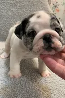 Missy AKC , a female English Bulldog for sale in Milton, FL – 3 of 10