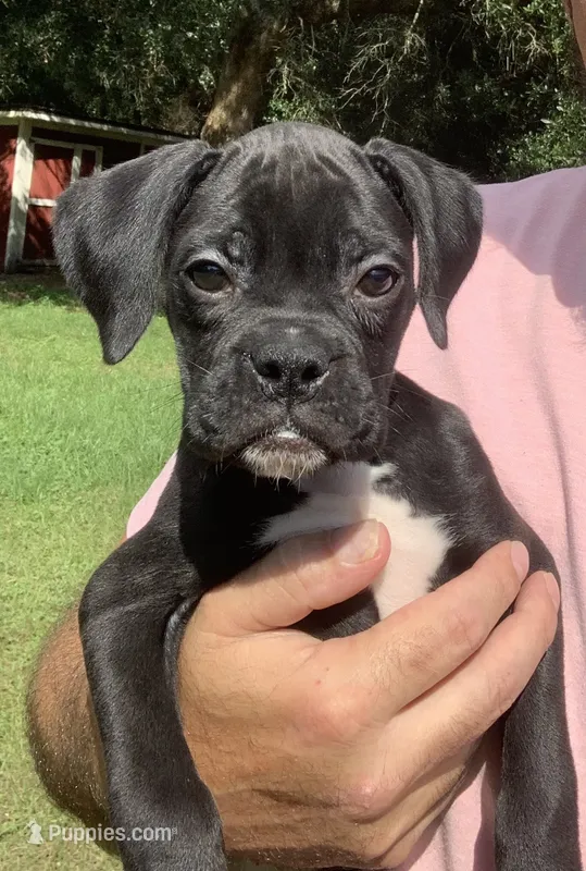 Molly AKC  – Boxer puppy for sale in Milton, FL