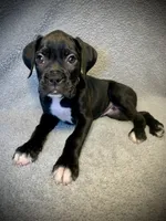 Baxter AKC , a male Boxer for sale in Milton, FL – 4 of 7