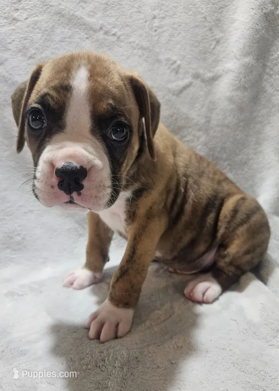 Buster AKC  – Boxer puppy for sale in Milton, FL