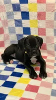 Abby AKC , a female Boxer for sale in Milton, FL – 2 of 4