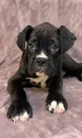 Sold, a male Boxer for sale in Milton, FL – 2 of 9
