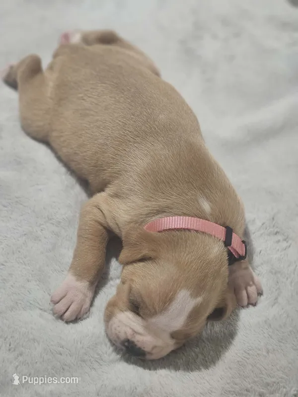 Flashy fawn girl 2  – Boxer puppy for sale in Milton, FL