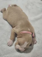 Flashy fawn girl 2 , a female Boxer for sale in Milton, FL – 1 of 6