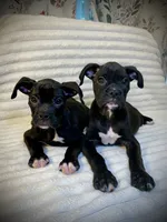 Akc Girl 💕, a female Boxer for sale in Milton, FL – 2 of 3