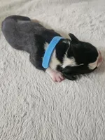 Light Blue collar , a male Boxer for sale in Milton, FL – 6 of 6
