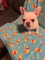 Diesel AKC , a male French Bulldog for sale in Milton, FL – 2 of 5