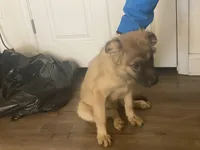 Harlem, a male Boxer and Siberian Husky for sale in Wilmington, NC – Photo 3 of 4