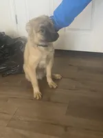 Harlem, a male Boxer and Siberian Husky for sale in Wilmington, NC – Photo 2 of 4