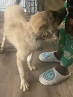 Harlem, a male Boxer and Siberian Husky for sale in Wilmington, NC – Photo 4 of 4