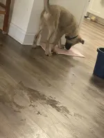 Harlem, a male Boxer and Siberian Husky for sale in Wilmington, NC – Photo 1 of 4